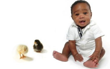 Cute Black Baby With Two Fluffy Baby Chicks Studio Photo