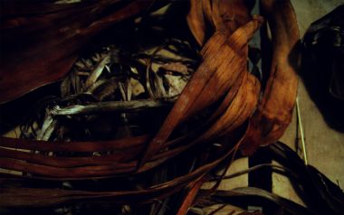 what remains 暗调复古干枯植物残体特写