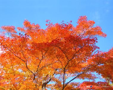 日本秋季红叶与蓝天