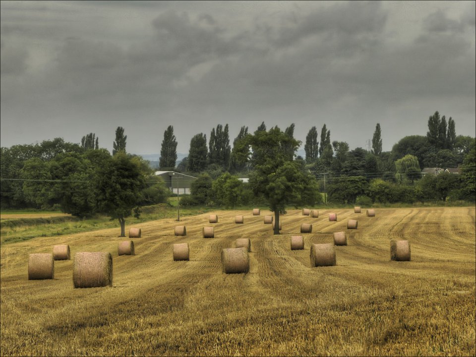 Rural Field Hay Bales Landscape