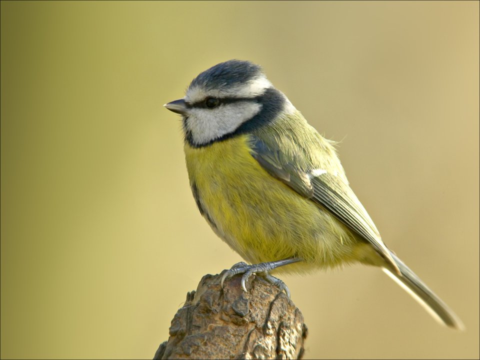 Blue Tit Perched On Branch Realistic Photography