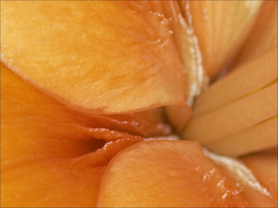 Orange Petal Macro Photography