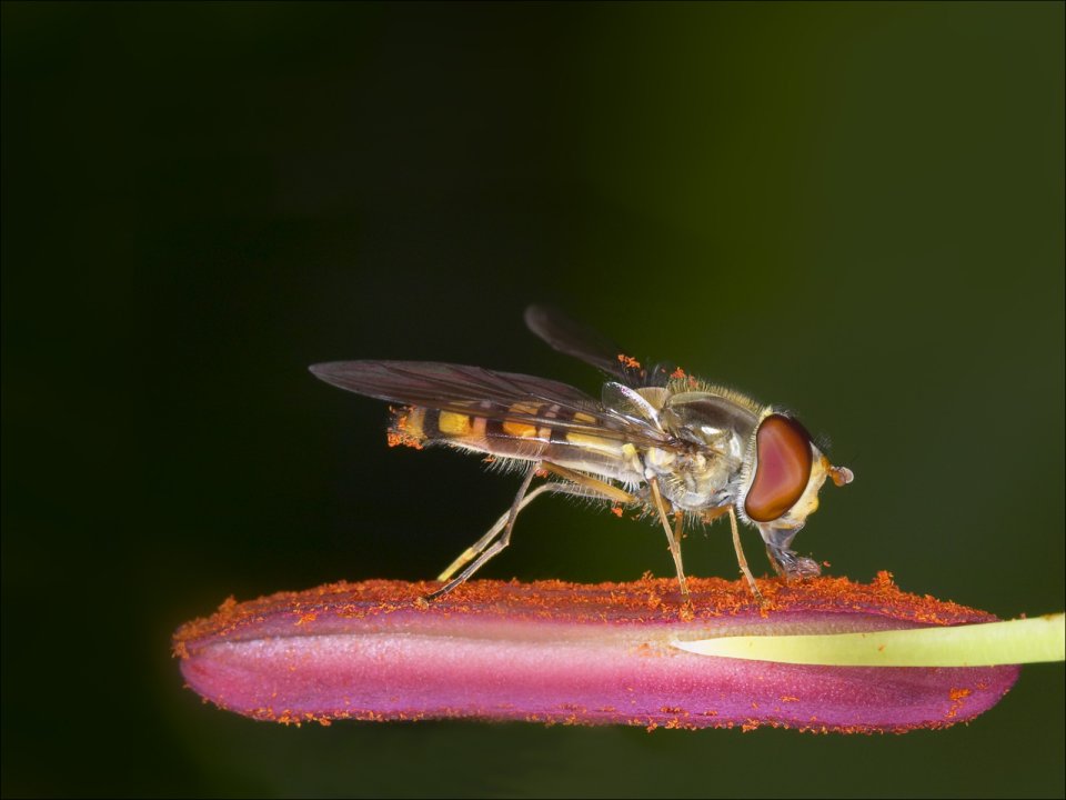 Syrphid Fly Perched On Pollen Covered Petal Macro Photography