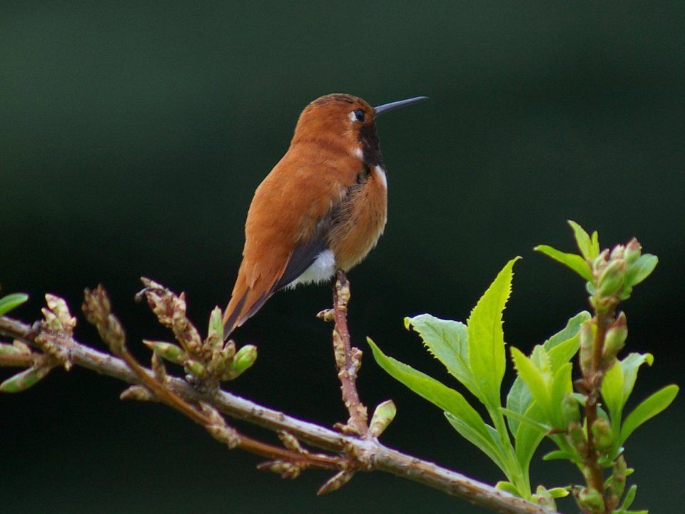 Rufous Hummingbird Perched On Branch