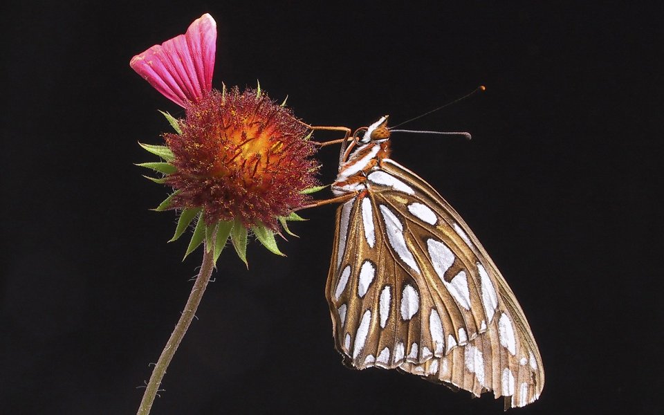 Butterfly Landing On Flower Macro Photography