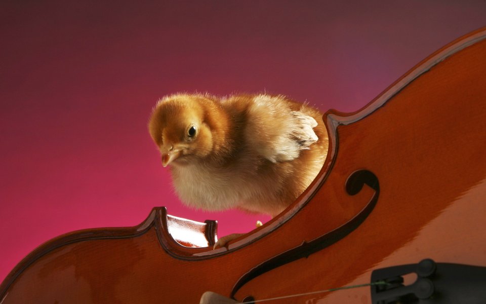 A Cute Chick On A Violin