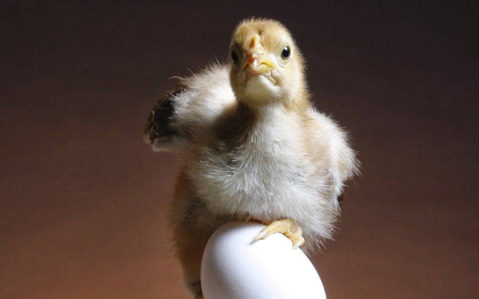 Cute Chick Standing On An Egg