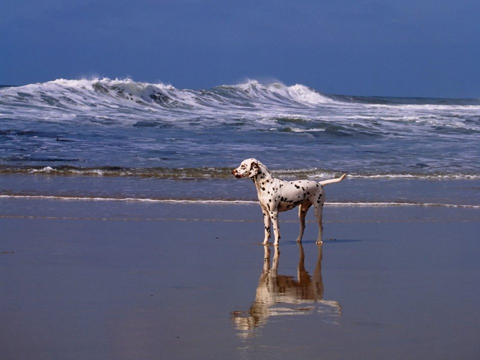 Dalmatian At The Beach Day With Waves And Blue Sky