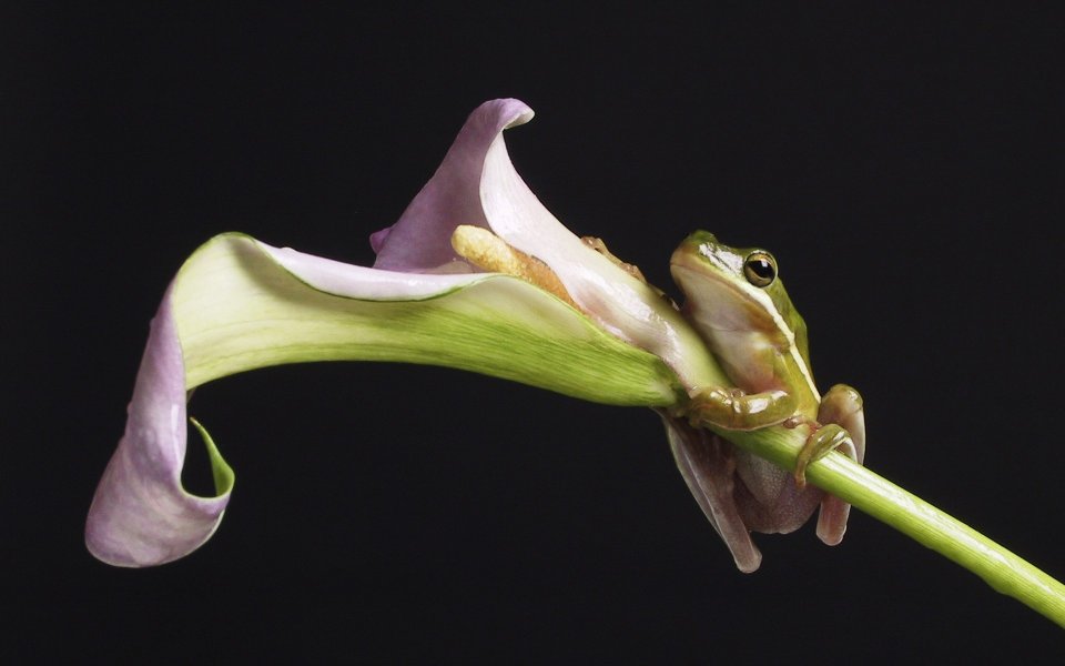 Green Frog On A Calla Lily