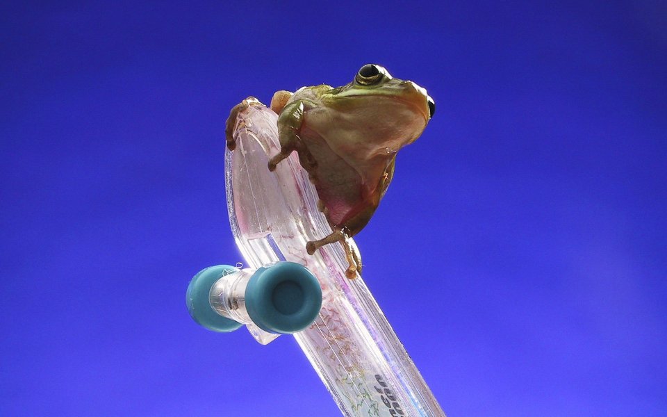 Cute Frog On A Skateboard