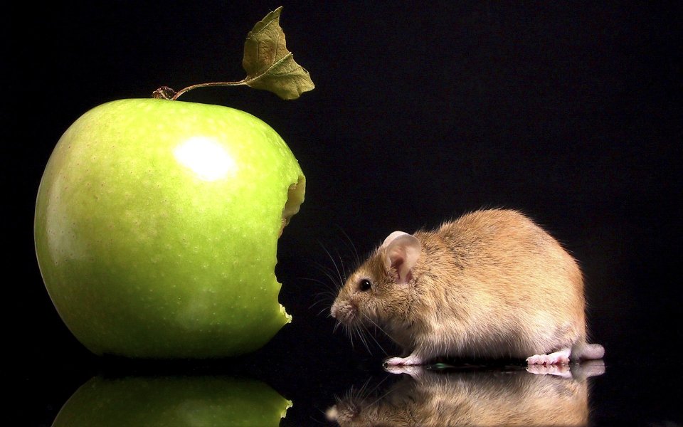 Mouse Eating Green Apple Photography