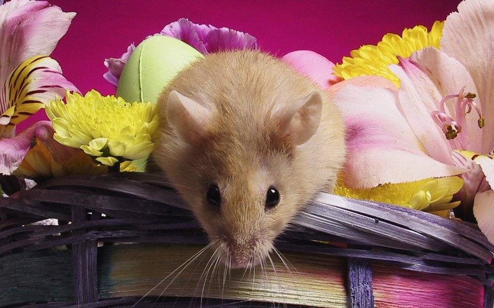 Cute Mouse In A Flower Basket