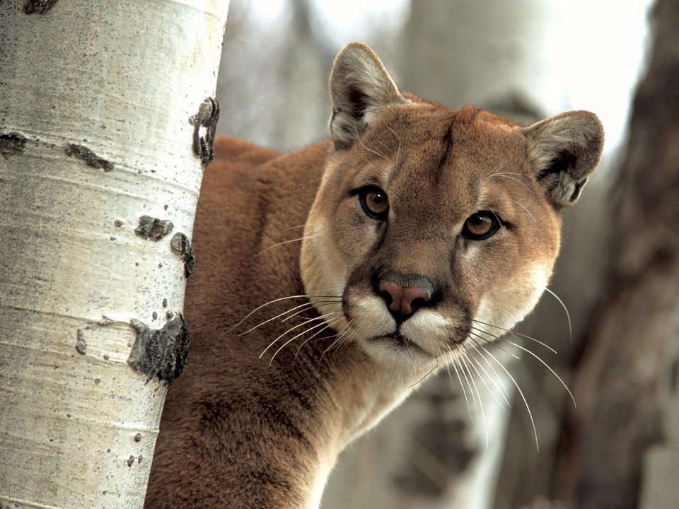 A Watchful Cougar In The Wild