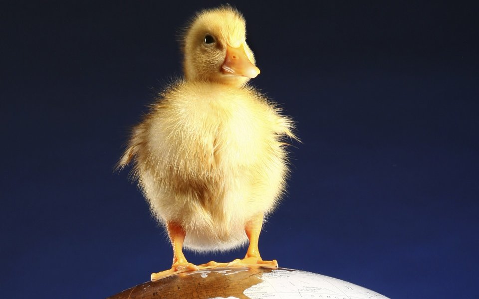 Cute Yellow Duckling Standing On Globe