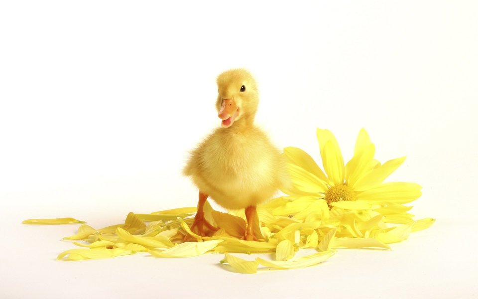 Cute Yellow Duckling And Chrysanthemum