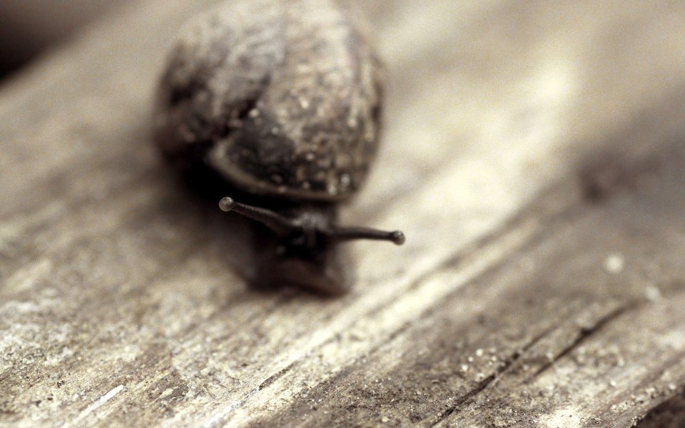Close Up Of Snail On Wooden Surface