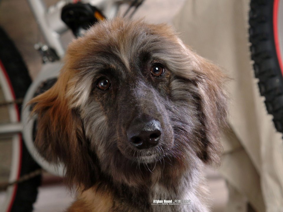 阿富汗猎犬特写肖像