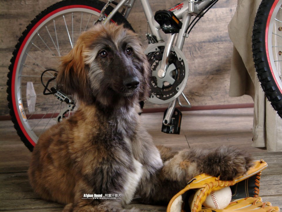 Afghan Hound With Baseball Glove