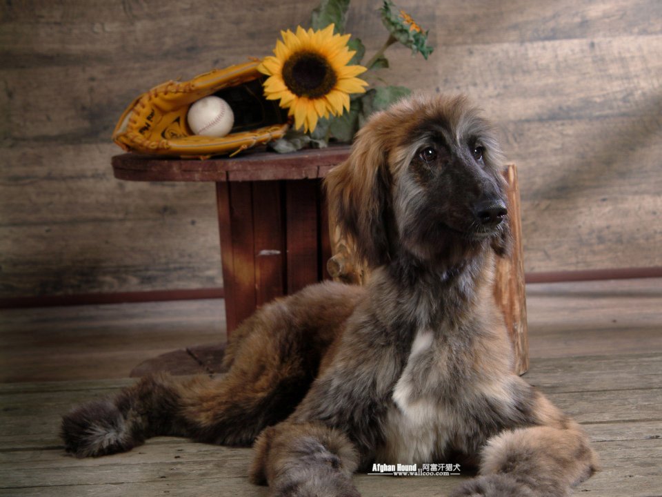 Afghan Hound With Sunflower And Baseball Glove
