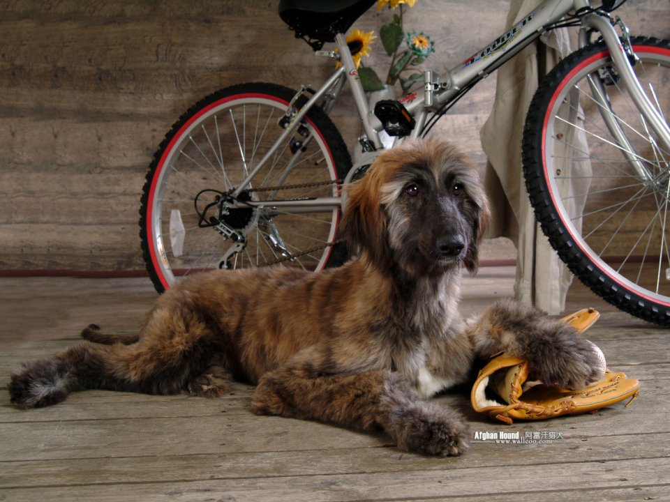 阿富汗猎犬与自行车及棒球手套