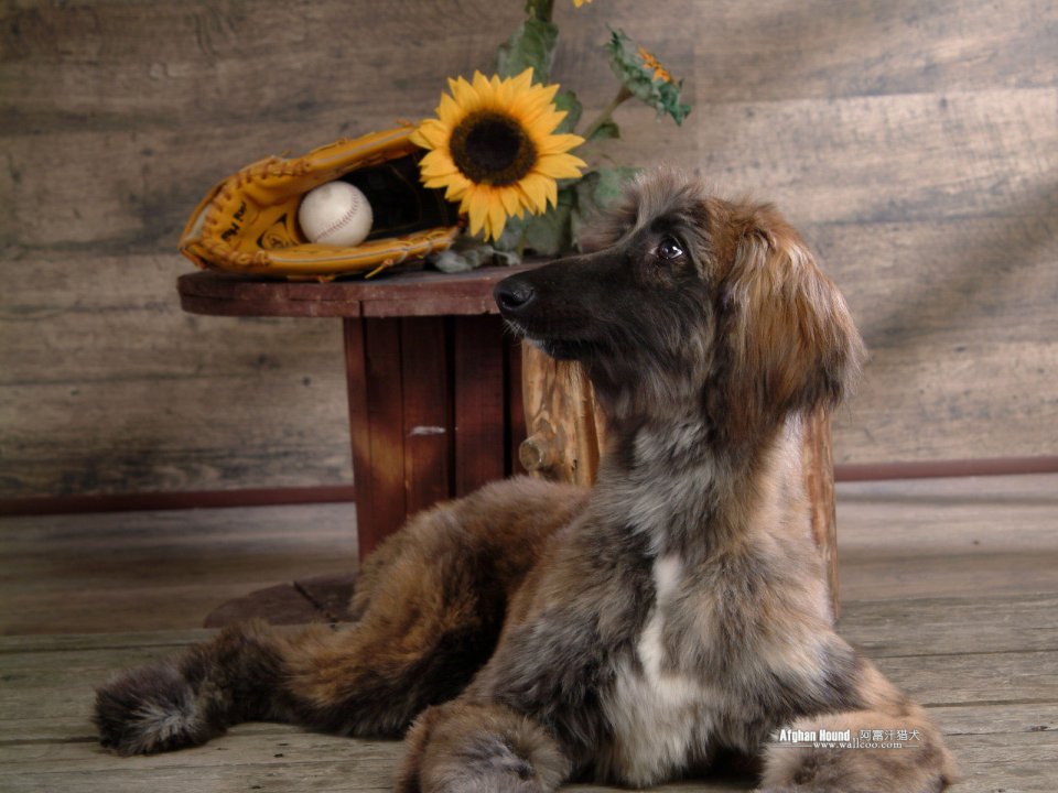Afghan Hound With Sunflower And Baseball Glove
