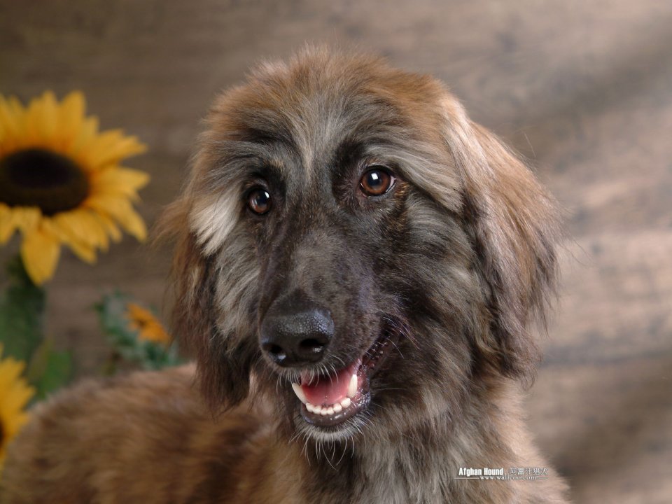Afghan Hound With Sunflowers
