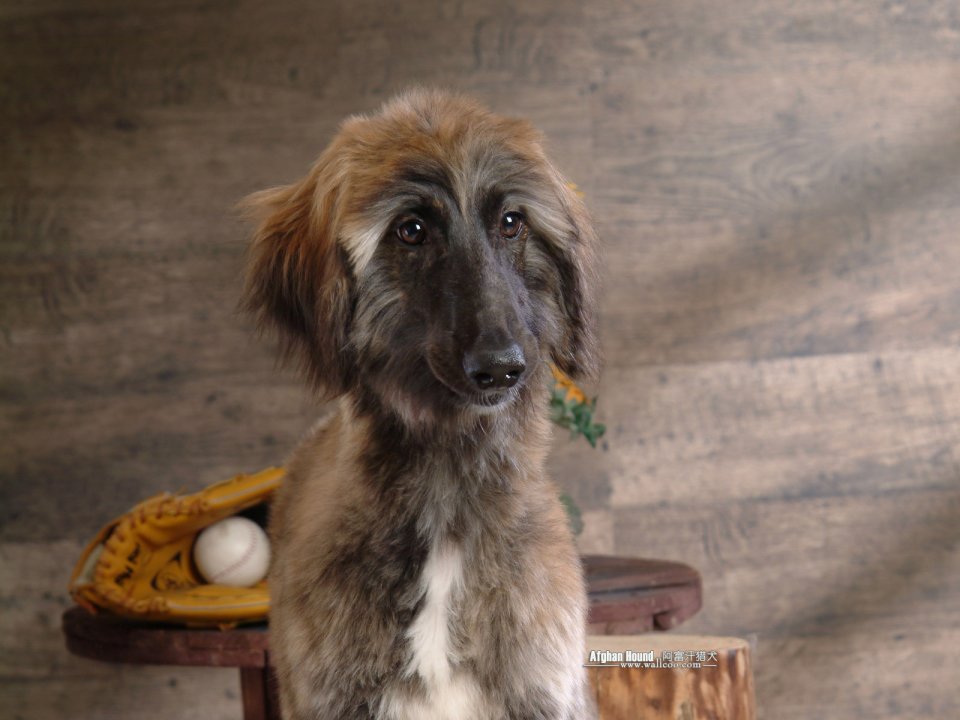 Afghan Hound With Baseball Glove