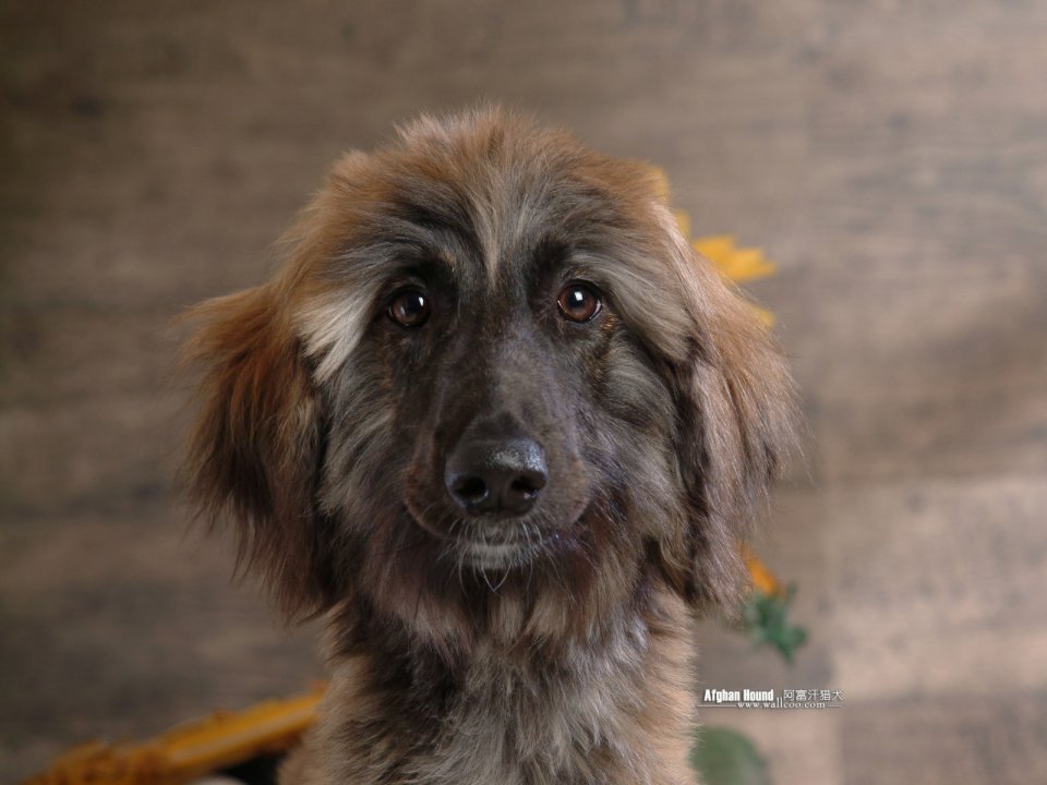Afghan Hound Portrait Wallpaper