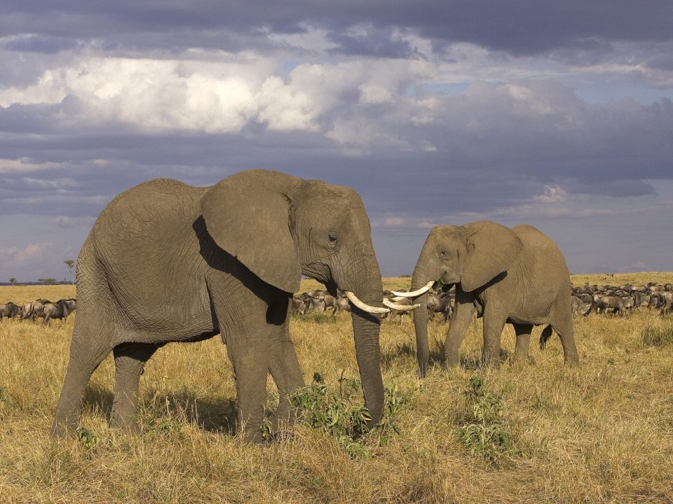 African Elephants In Masai Mara Kenya