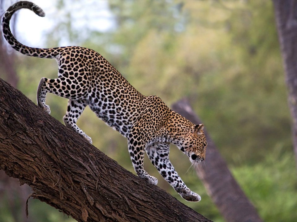 African Leopard Samburu National Reserve