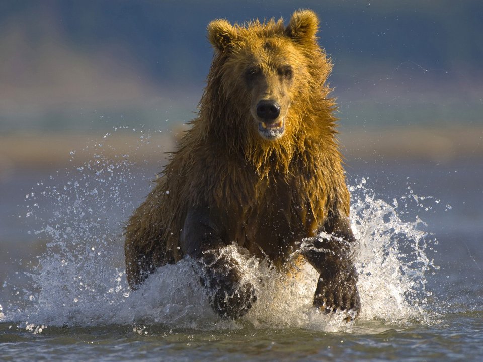 Alaskan Brown Bear Hallo Bay Alaska