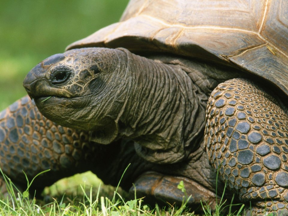 Aldabran Tortoise Close Up
