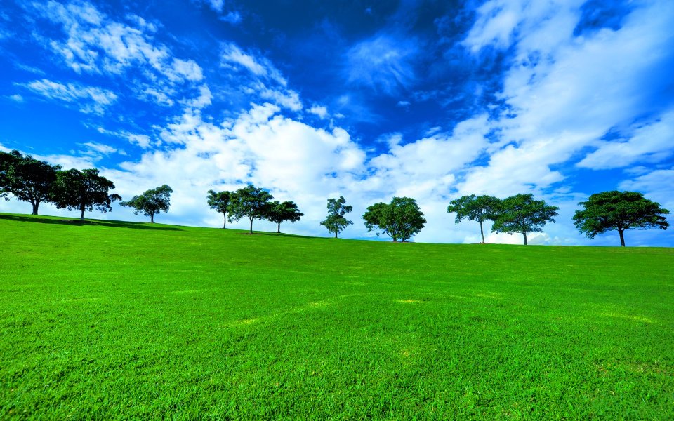 Australia Sydney Tree Line Nature Landscape