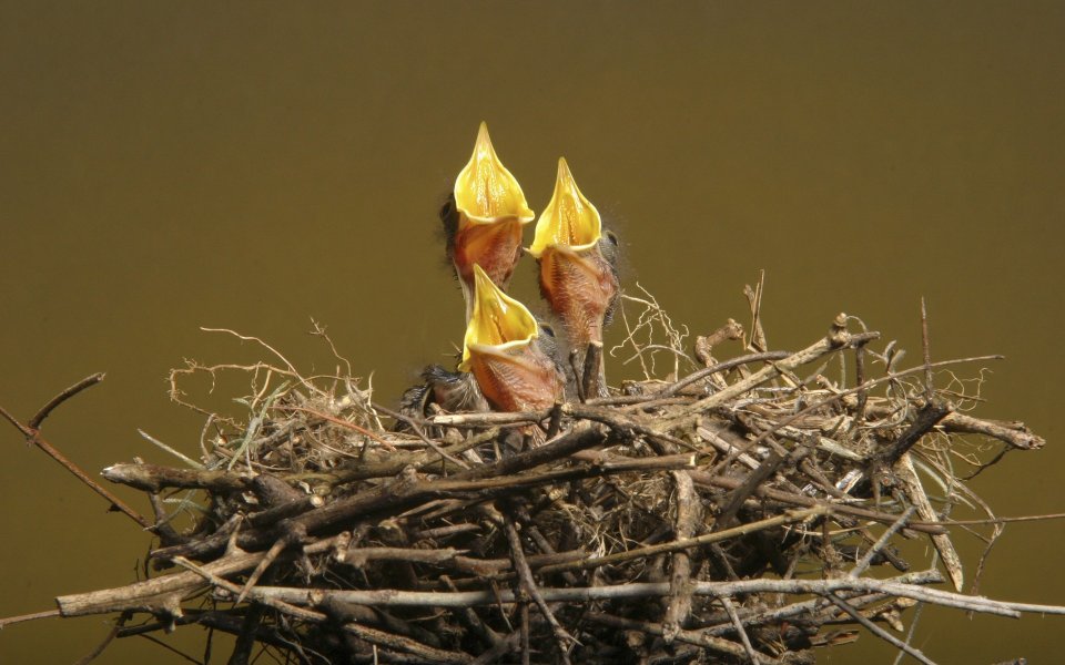 Baby Birds In The Nest Waiting For Food