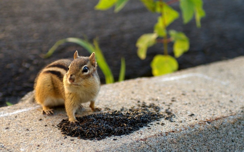 Backyard Chipmunk Eating Sunflower Seeds Realistic Photo