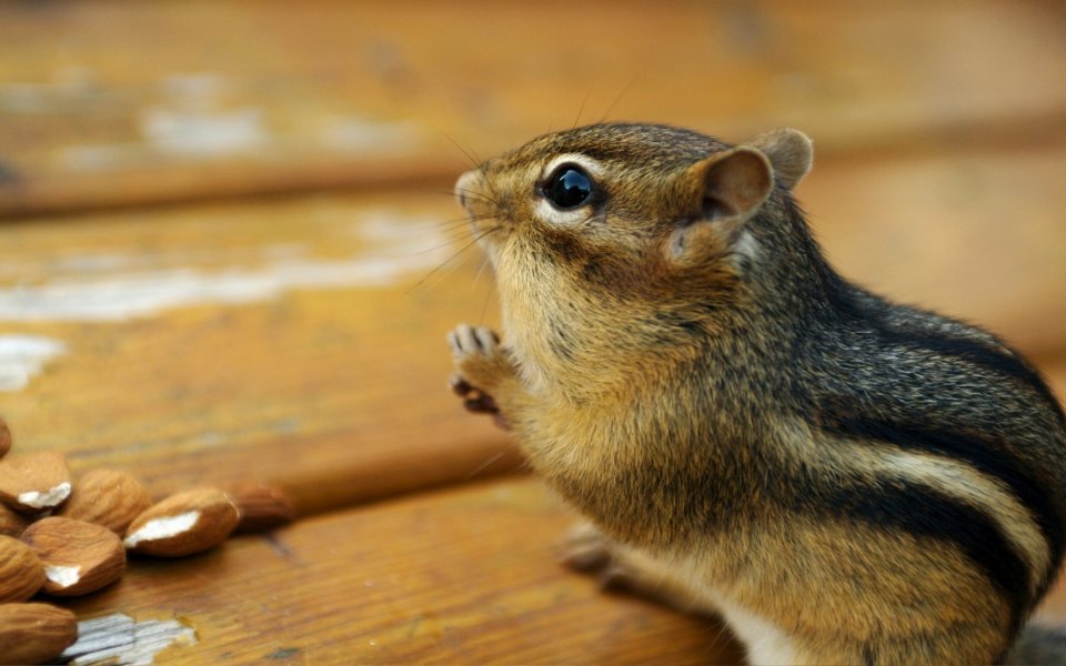 Cute Chipmunk On Wooden Backyard Table With Almonds
