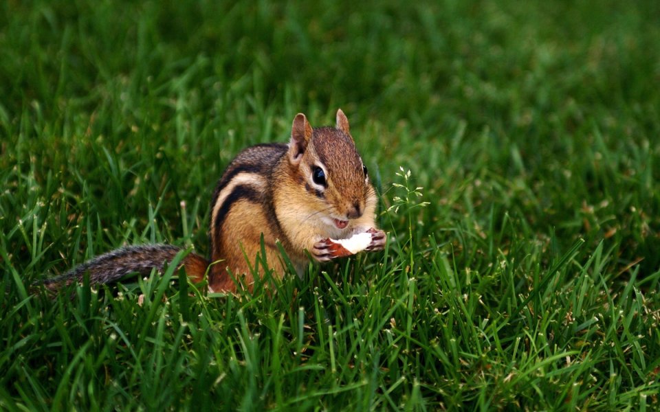 Cute Chipmunk Holding Food Eating On Green Lawn