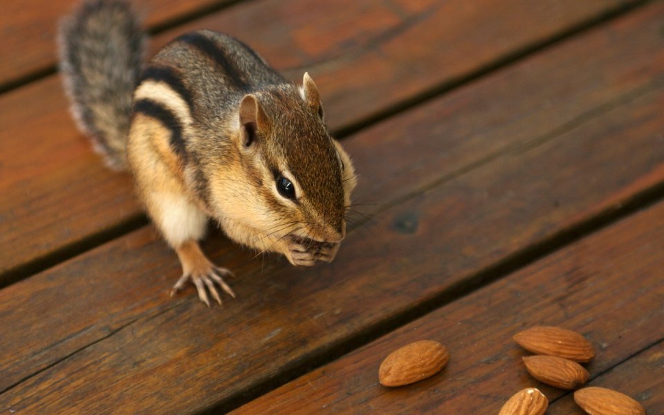 Chipmunk Preparing To Eat Almonds On Wooden Backyard Deck