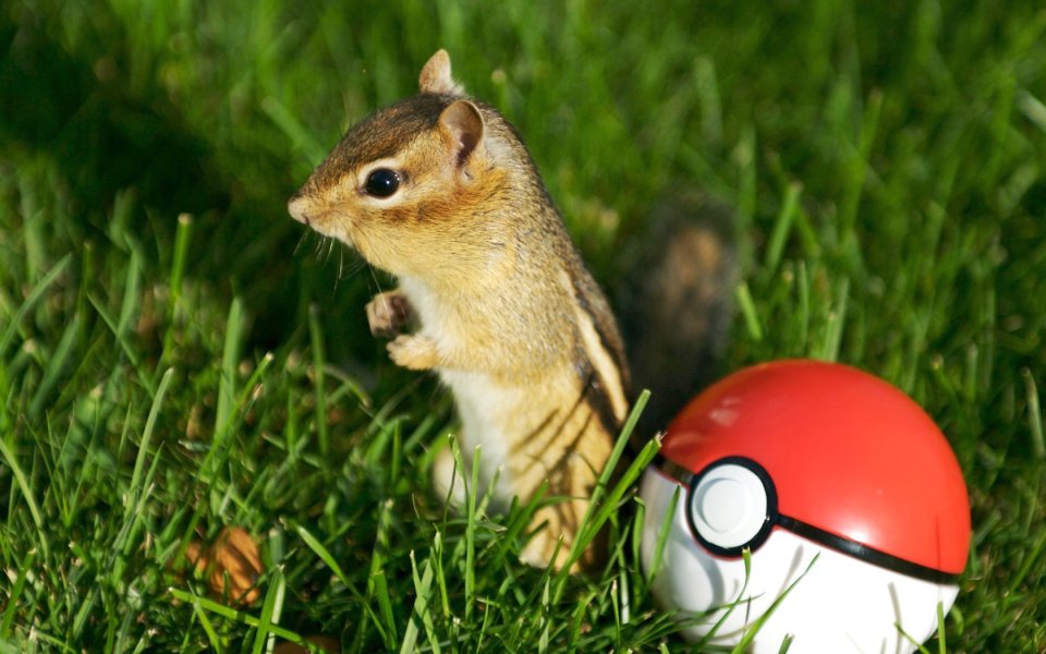 Chipmunk On Green Lawn With Pokemon Pokeball