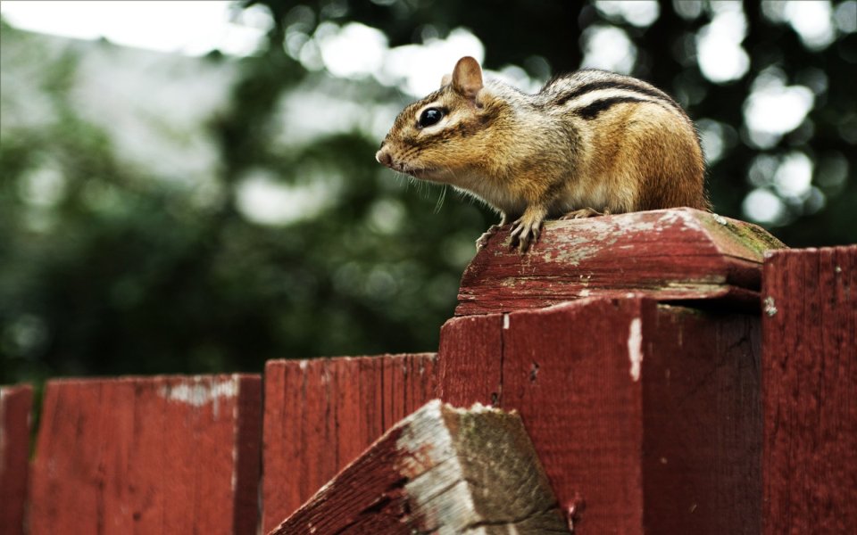 Chipmunk On Red Wood Fence Backyard Nature Photography