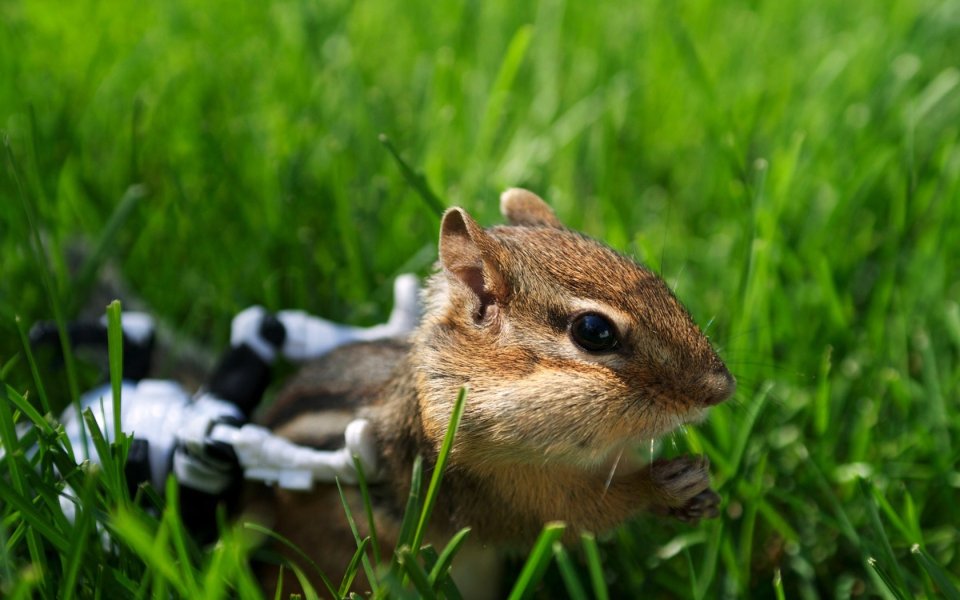 Cute Chipmunk Closeup On Backyard Green Lawn