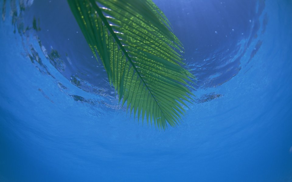 Underwater Palm Leaf Beach Okinawa Japan