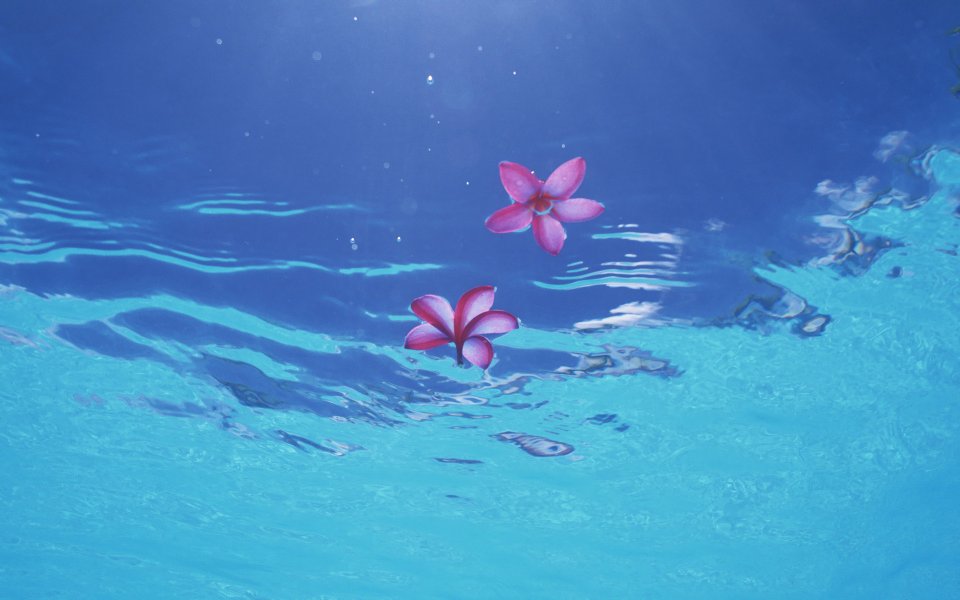 Japan Okinawa Beach Underwater Eggflower