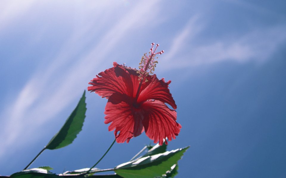 日本冲绳朱槿花与蓝天自然风光