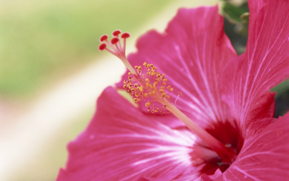 Okinawa Hibiscus Close Up