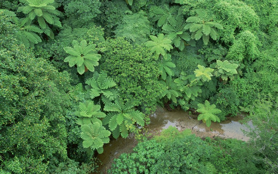 Japan Okinawa Tropical Rainforest Stream View