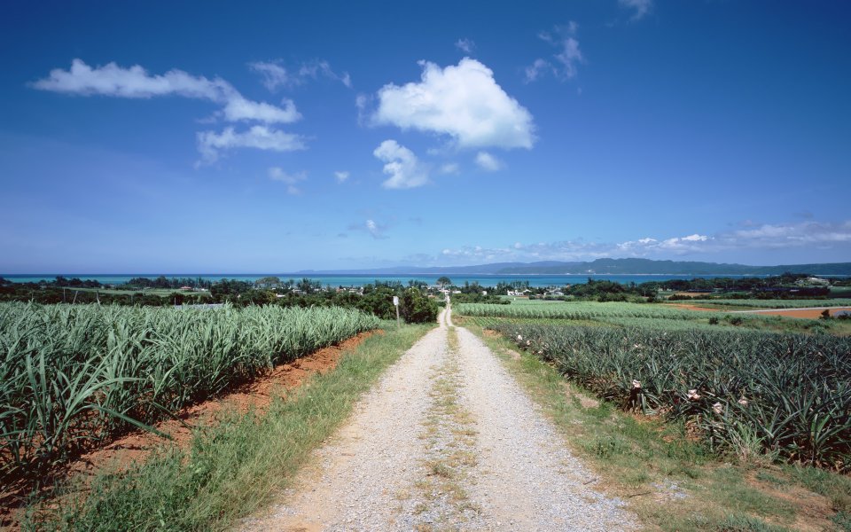 Okinawa Rural Road And Distant Ocean View