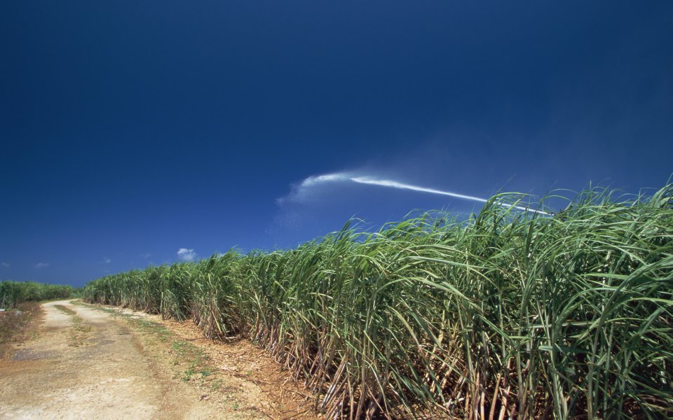 Okinawa Sugarcane Field Irrigation Scene