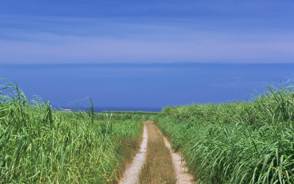 Okinawa Beach Greenery Path