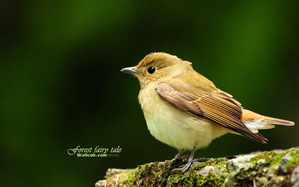 Bird In Forest Aiming High